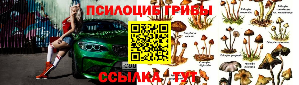 Псилоцибиновые грибы Cubensis  Вход с VPN  Иркутск  купить наркоту  Галлюциногенные грибы Psilocybe 